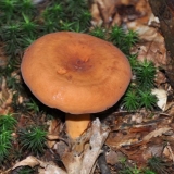 Mliječnica (euforbija, crveno-smeđa prsa): fotografija i opis